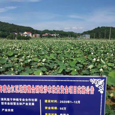 这里的荷花别样红