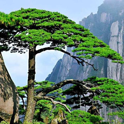 【阳光户外】2019暑假第二期：《陪我去黄山，可好？》一8月24号周六下午六点到8月28号早七点