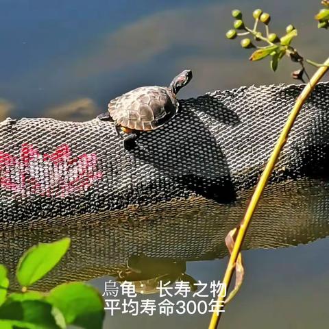 碧海蓝天视频号集（1）