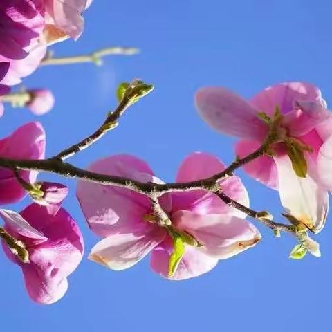 践悟二十大法润校园护航成长 平泉四海中学法治教育报告会