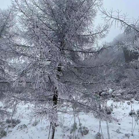 《最美不过是雪花》初2022级2班何蕴衡