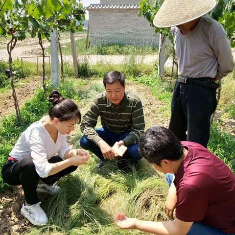 潍坊市农科院科研人员考察我市果园生草技术