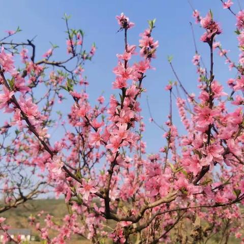 🌸温暖三月 研途花开🌸——土桥小学数学组教研活动