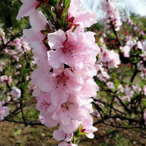 春已至，芳菲来