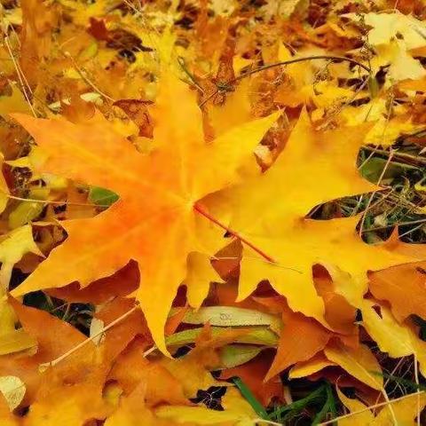 我们的笑脸，美了整个秋天--致远小学五10班秋游研学记