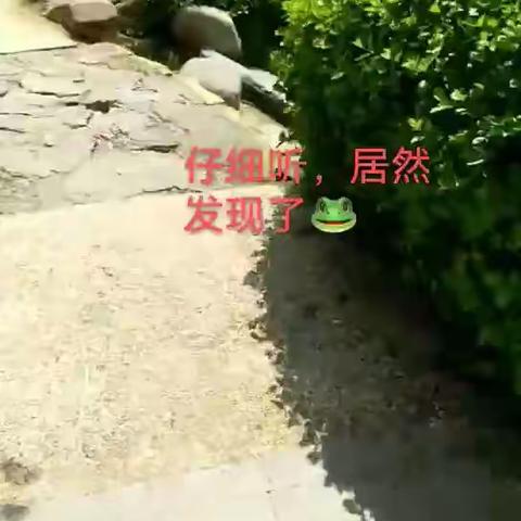 小蝌蚪成长记