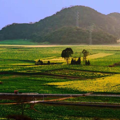 云南行——油菜花之美