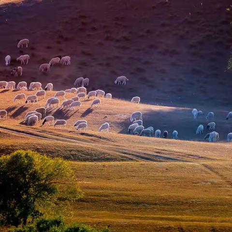 乌兰布统草原风光（三）