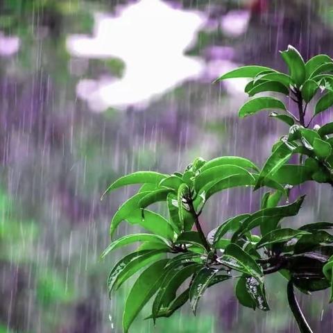 黄沙小学雷暴雨天气致家长的一封信