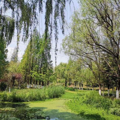 春分时节赏花🌸赏景