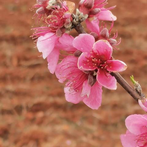 冬去，春来访。