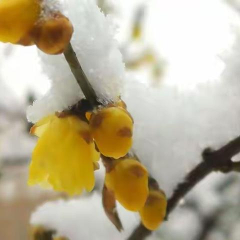 去时未见雪，归来雪满山！