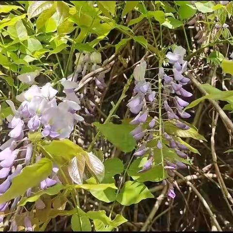 🌸你是人间四月天🌱