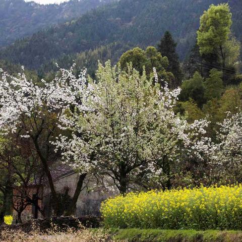 梨花斗艳 - 婺源庆源村