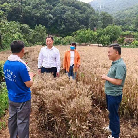 伏羲山风景区管委会：全力以赴备战三夏  确保夏粮颗粒归仓