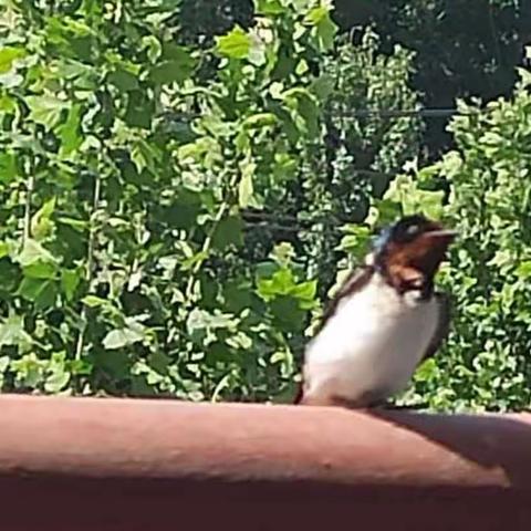 快乐过暑假—— 遇到更好的自己               刘集中心小学四年级三班张司萌