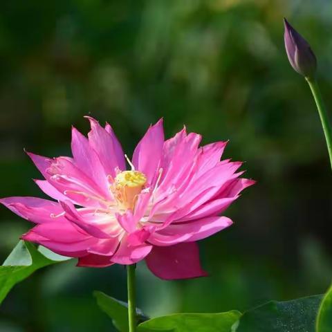 摄取数枝别样红----雨后园林科普公园