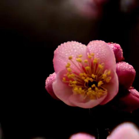 青山公园的蜡梅红梅