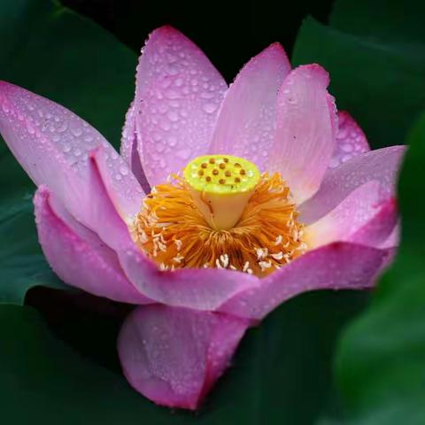 沙湖盛开夏雨荷