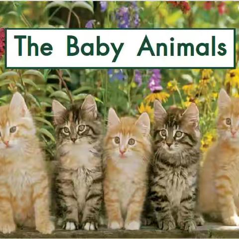 4. The Baby Animals