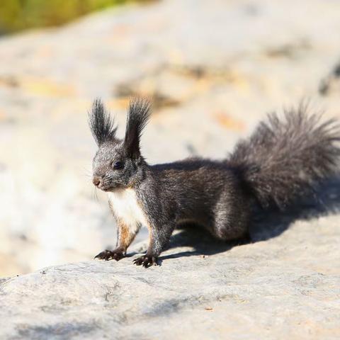 可爱的小精灵-松鼠