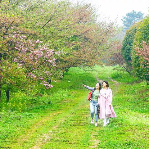 花与人-贵州毕节杜鹃花摄影采风散记