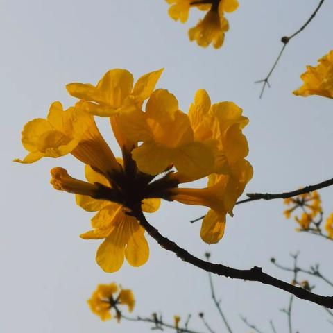 2023.02.洲头咀公园~黄花风铃木