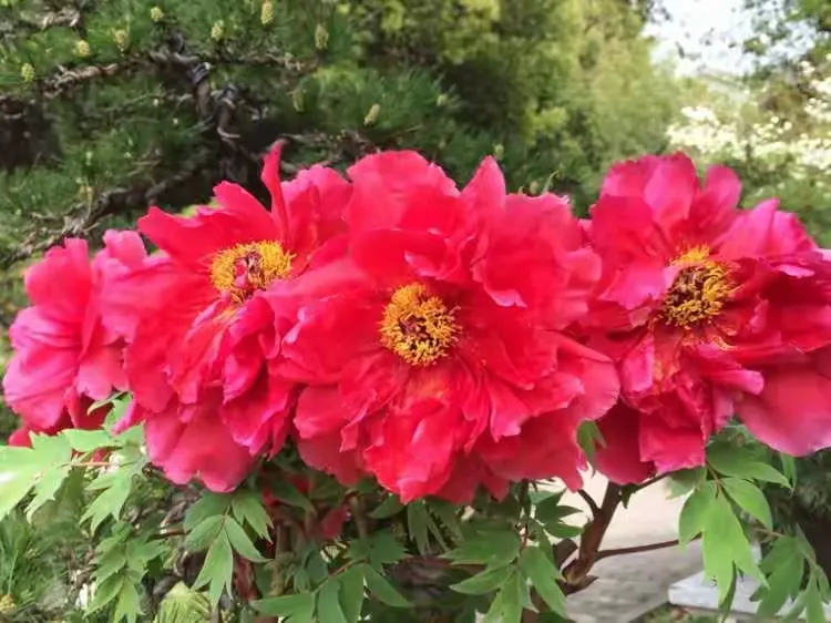 古诗词咏牡丹