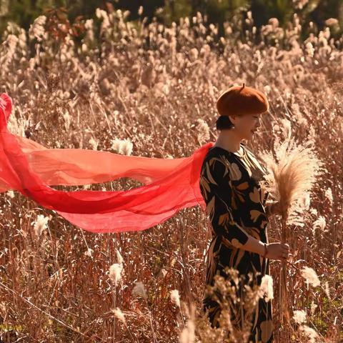 冬日芦苇荡，醉美女人花