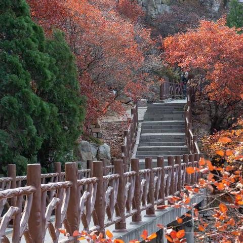 红透了！石门坊的红叶值得你来赏一赏