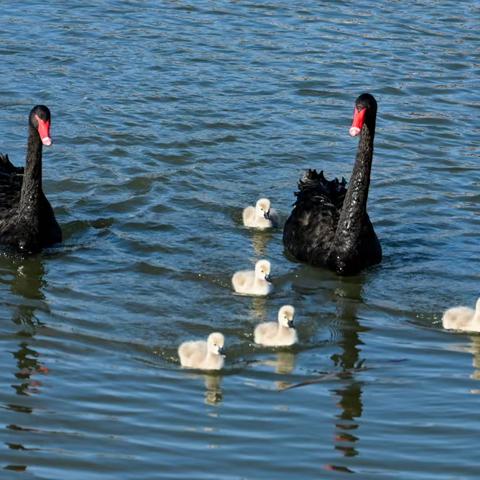 唐岛湾黑天鹅一家亲