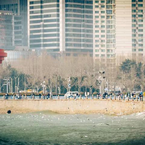 五四广场看海鸥