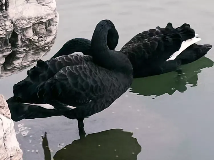 冬日的暖阳照在湖面上,野鸭,黑水鸡,红头潜鸭,鸿雁,黑天鹅