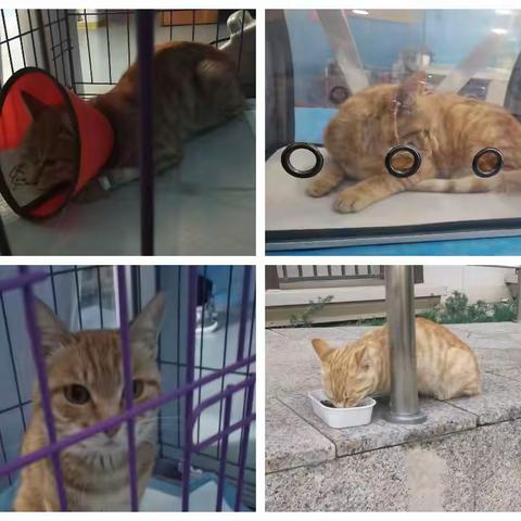 咱们小区的橘猫有家了