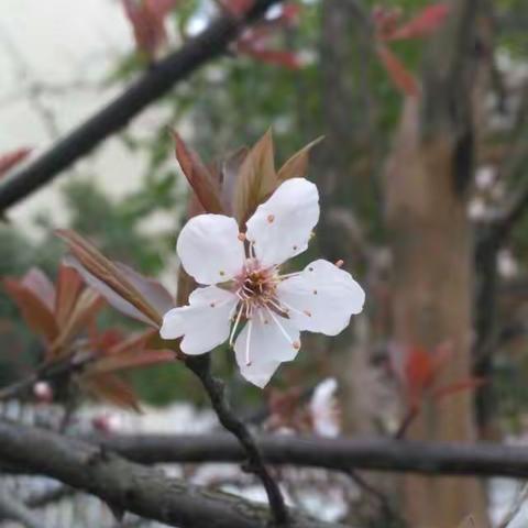 乐乐成长日记（三百七十三）——花生到底是被谁摘走了呢