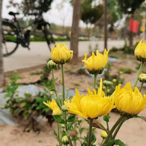 雁门，今年来得有点儿早