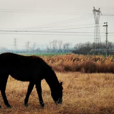 心中的沙河夕照