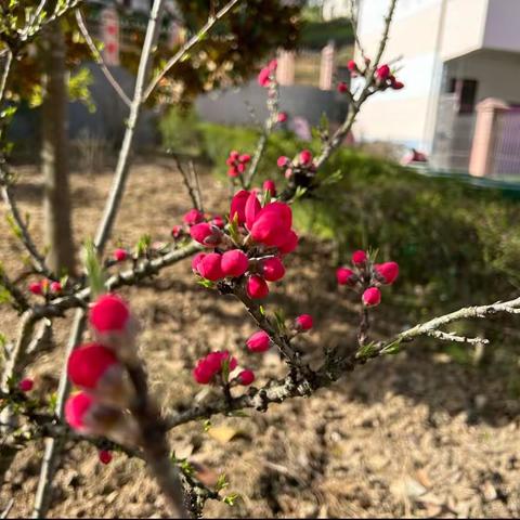 花已开，春已至。——联合小学四年级课外实践活动