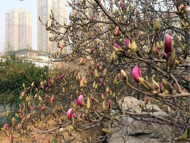 春风一夜花千树,万物复苏竞争先!