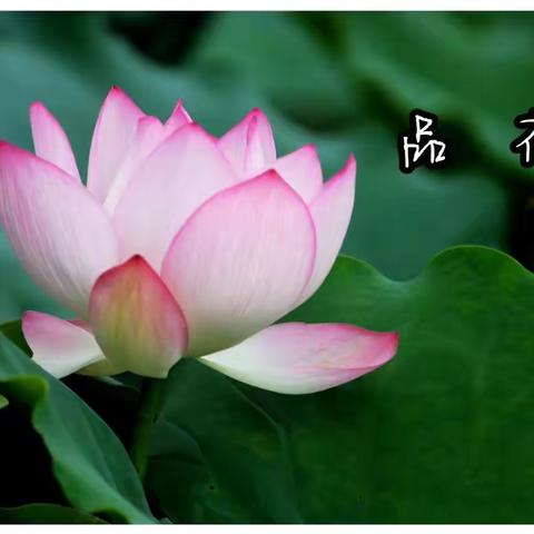 品  荷