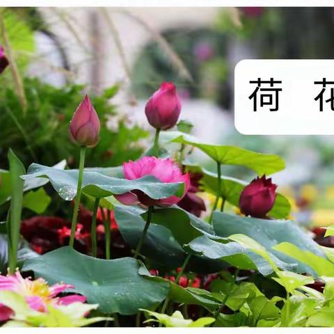 荷  花