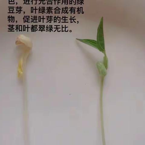 绿豆发芽记