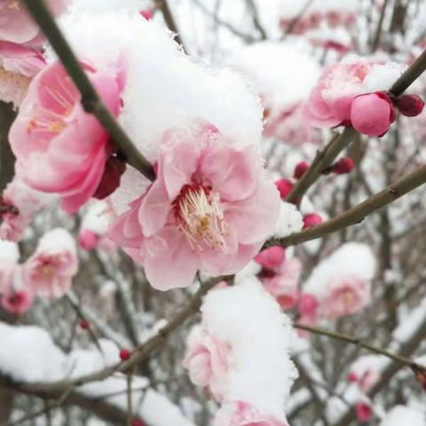 雪后正阳公园