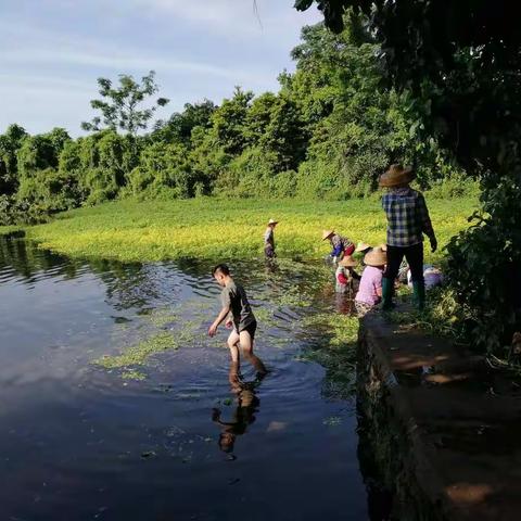 龙华区清理西湖湿地水环境，还水菜花水蕨生境