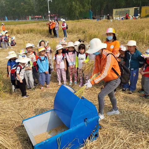 御稻原乡——体验收割水稻🌾