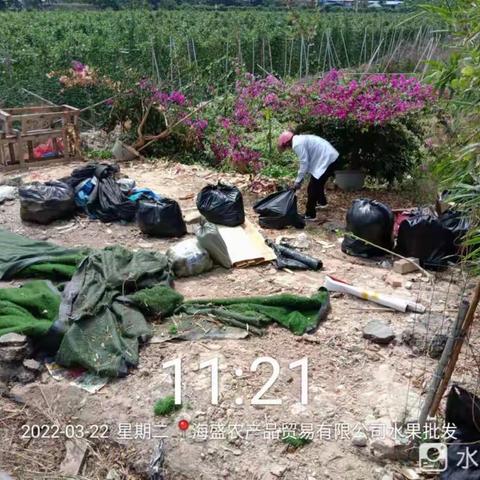 三亚盈合环境3月22日整治“两高”沿线环境卫生情况（槟榔片区）