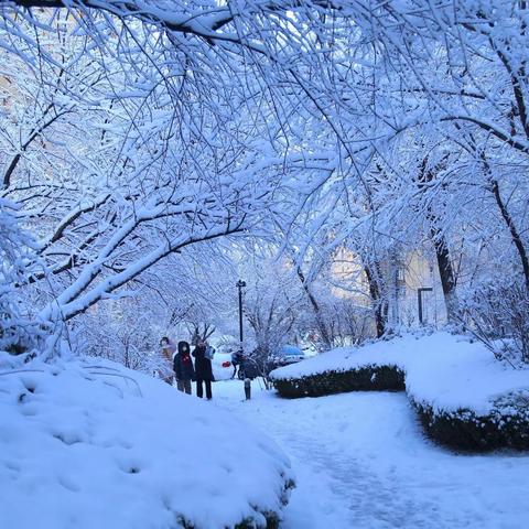 大连入冬又一场雪 白茫茫一片到处银装素裹