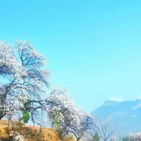 “陌上花开徐徐行”————青少年大策略联盟第81期活动预告