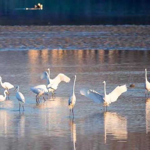 老邮差：白鹭鸟儿