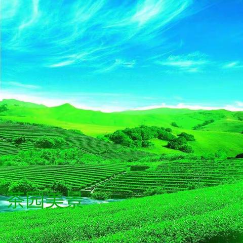 茶产业发展面临三大挑战，转化产能刻不容缓